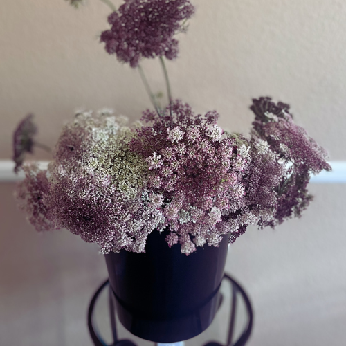 Our Beautiful Flowers